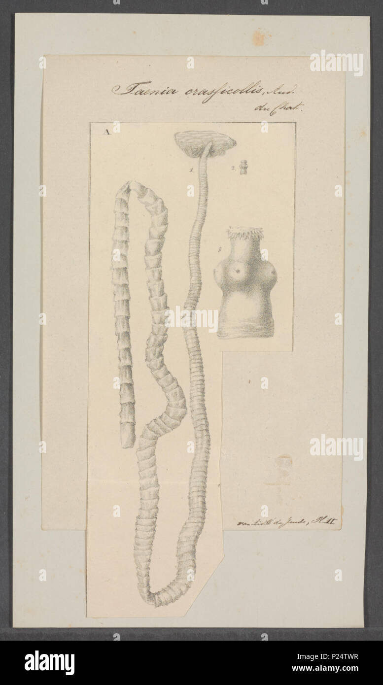 . Taenia crassicollis  300 Taenia crassicollis - - Print - Iconographia Zoologica - Special Collections University of Amsterdam - UBAINV0274 105 19 0011 Stock Photo