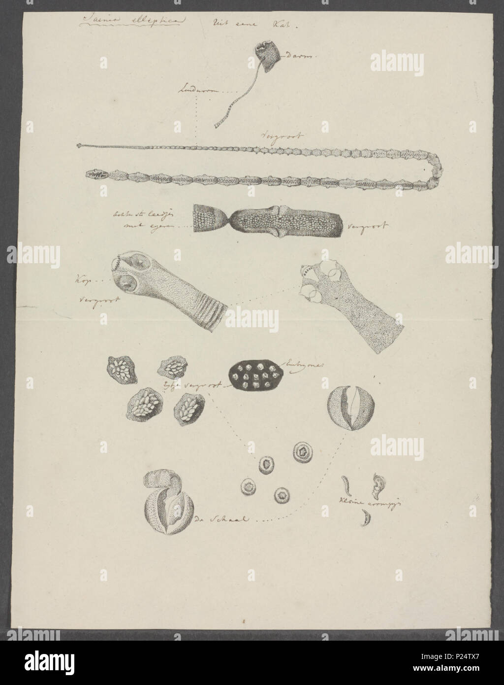 . Taenia elliptica  300 Taenia elliptica - - Print - Iconographia Zoologica - Special Collections University of Amsterdam - UBAINV0274 105 19 0019A Stock Photo
