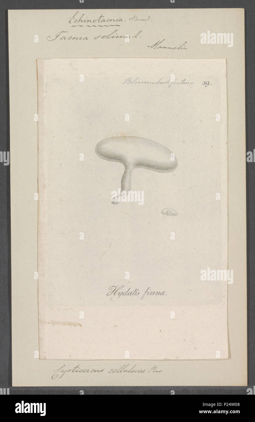 . Taenia solium  300 Taenia solium - - Print - Iconographia Zoologica - Special Collections University of Amsterdam - UBAINV0274 105 20 0008 Stock Photo