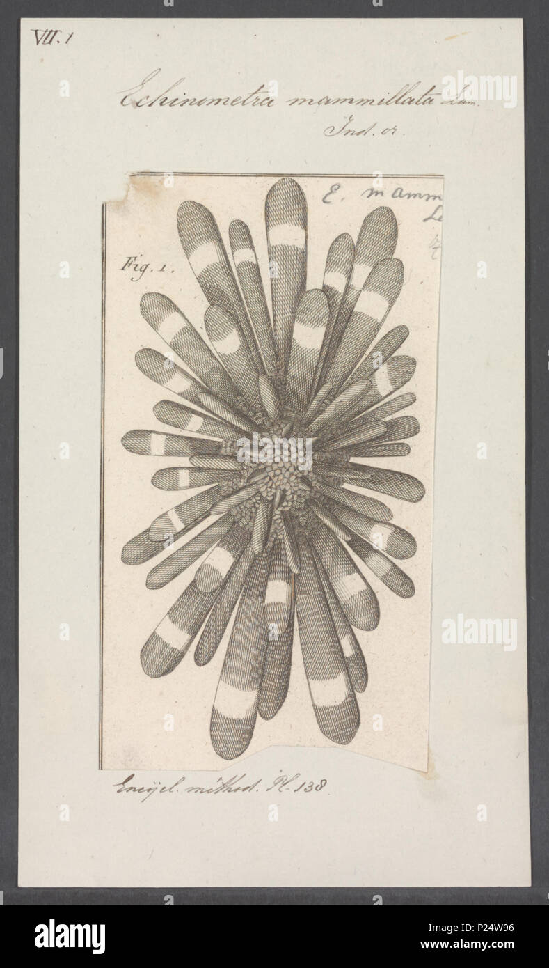 . Echinometra mammillata  113 Echinometra mammillata - - Print - Iconographia Zoologica - Special Collections University of Amsterdam - UBAINV0274 107 01 0004 Stock Photo