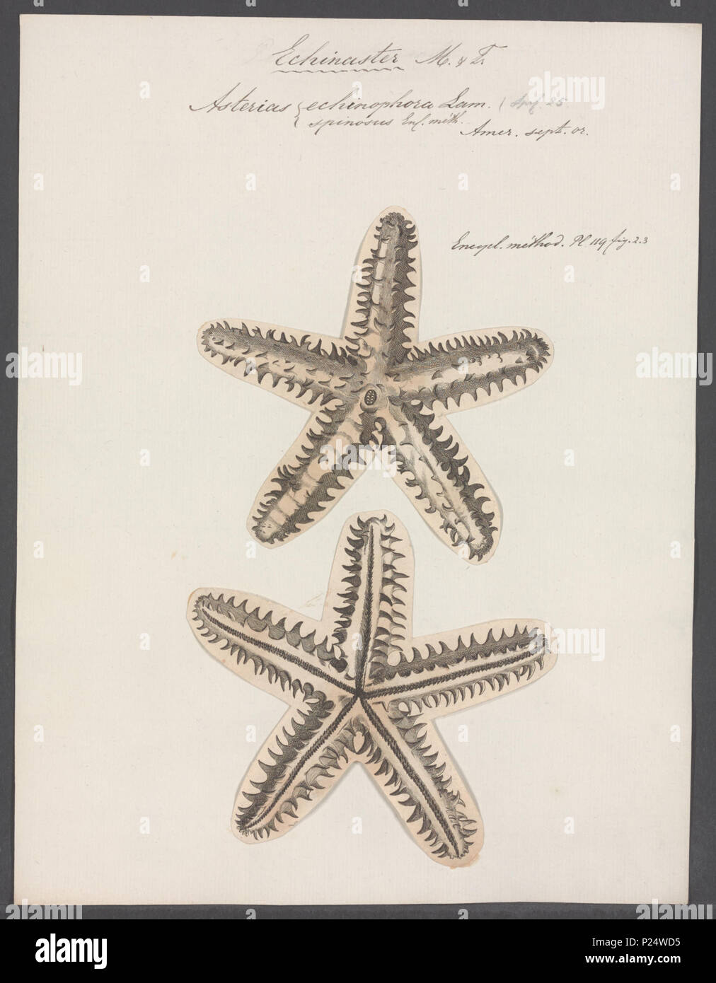 23 Asterias echinophora - - Print - Iconographia Zoologica - Special Collections University of Amsterdam - UBAINV0274 108 03 0003 Stock Photo