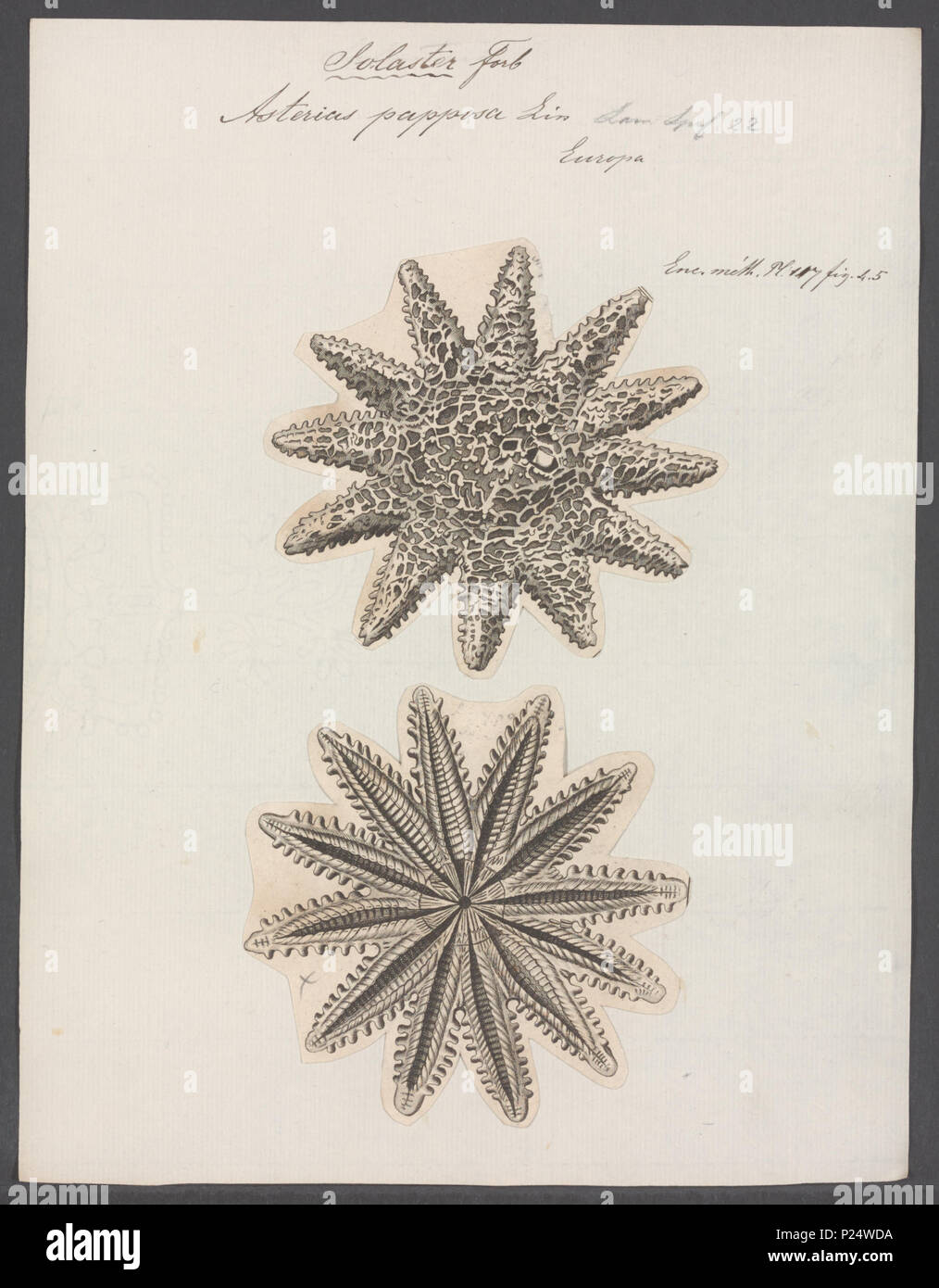 . Crossaster papposus syn. Solaster papposus syn. Asterias papposus  23 Asterias papposa - - Print - Iconographia Zoologica - Special Collections University of Amsterdam - UBAINV0274 108 04 0002 Stock Photo
