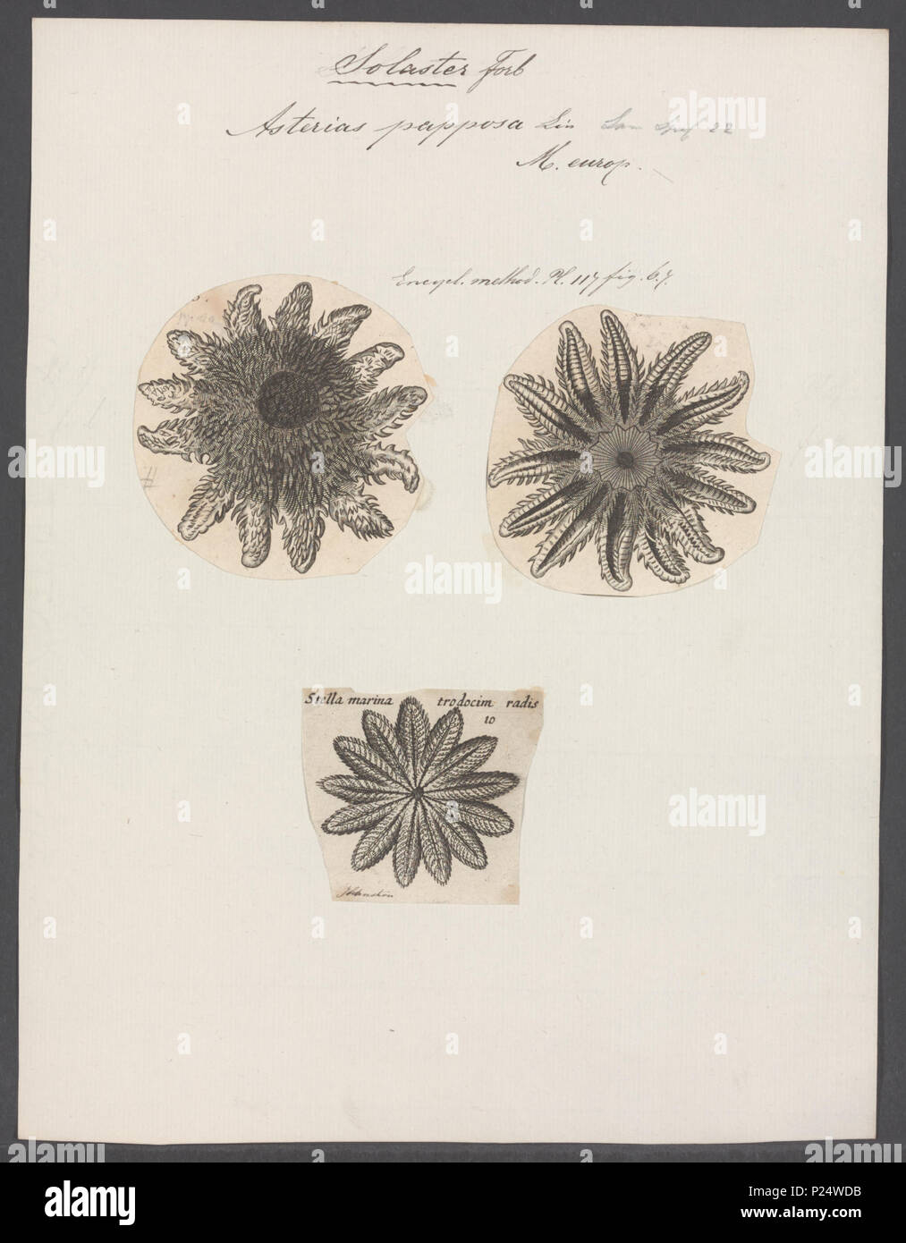 . Crossaster papposus syn. Solaster papposus syn. Asterias papposus  23 Asterias papposa - - Print - Iconographia Zoologica - Special Collections University of Amsterdam - UBAINV0274 108 04 0003 Stock Photo