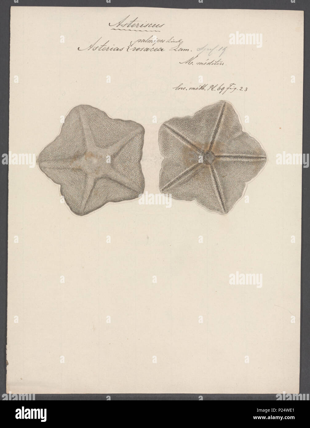 Anseropoda placenta hires stock photography and images Alamy