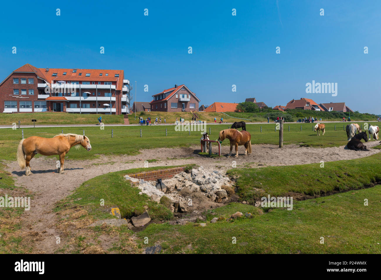Apertment houses, horses on meadow, North Sea island of Baltrum, east Frisia, Lower Saxony, Pferdekoppel, Ostfriesland, Niedersachsen, Deutschland Stock Photo