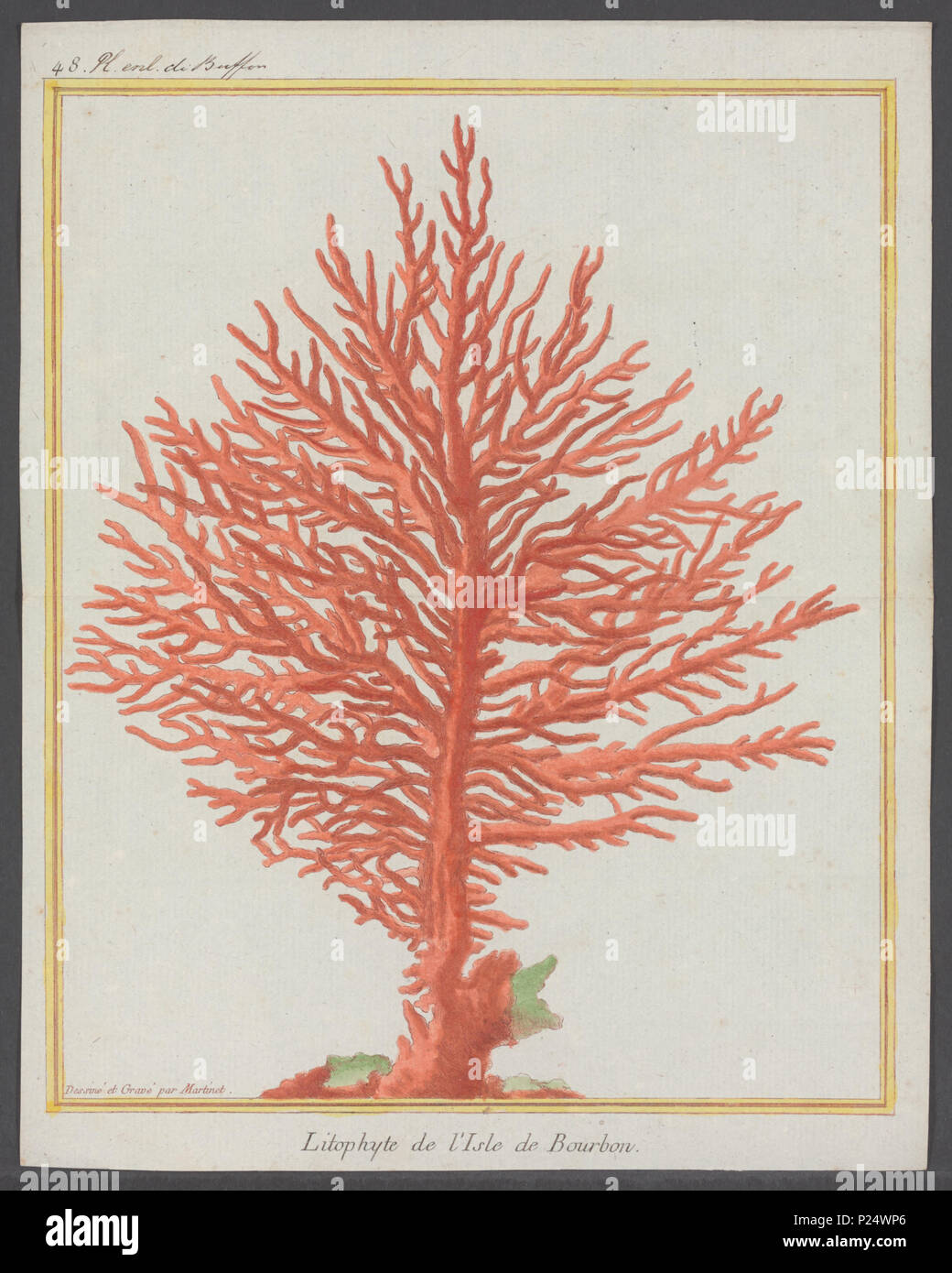 192 Melithaea retifera - - Print - Iconographia Zoologica - Special Collections University of Amsterdam - UBAINV0274 109 02 0063A Stock Photo