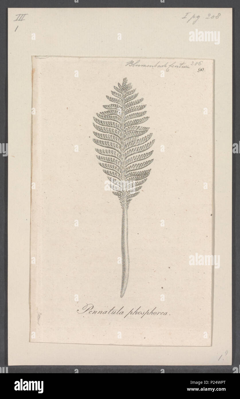 . Pennatula phosphorea 220 Pennatula phosphorea Print