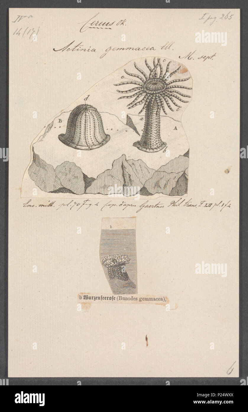 . Aulactinia verrucosa (Pennant, 1777) (synonym: Actinia gemmacea Ellis & Solander, 1786)  6 Actinia gemmacea - - Print - Iconographia Zoologica - Special Collections University of Amsterdam - UBAINV0274 109 05 0044 Stock Photo