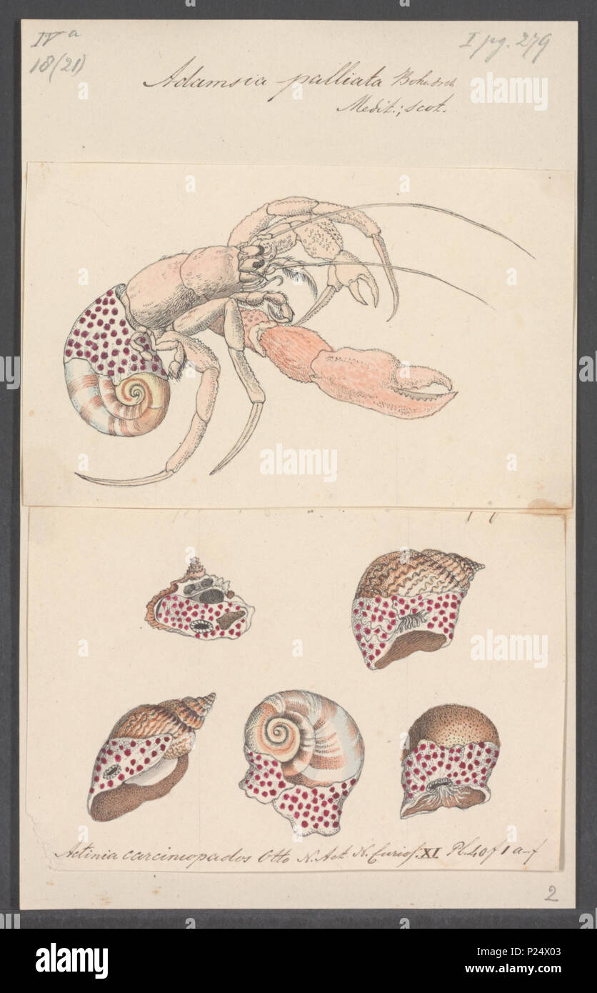 Academic symbiosis hi-res stock photography and images - Alamy