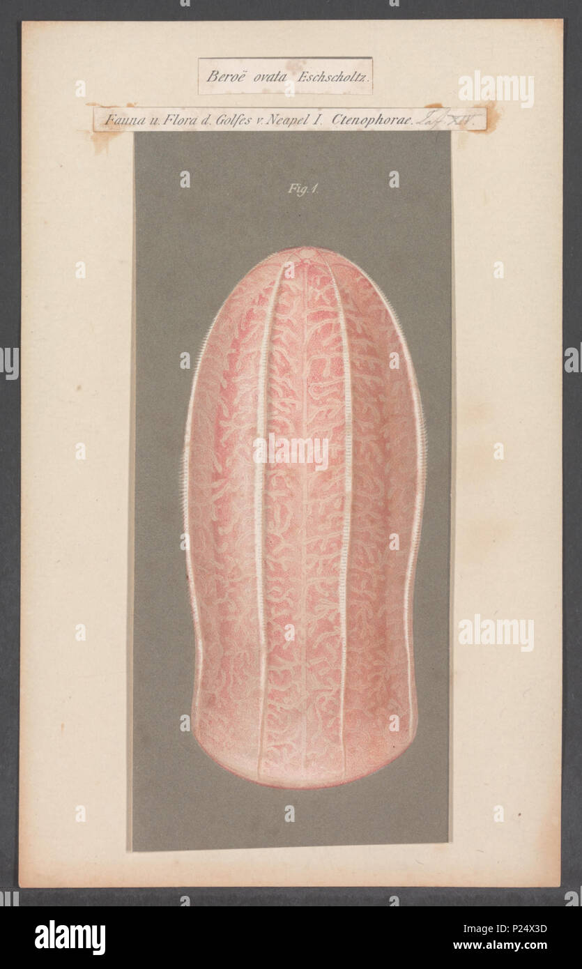 31 Beroë ovata - - Print - Iconographia Zoologica - Special Collections University of Amsterdam - UBAINV0274 110 04 0002 Stock Photo