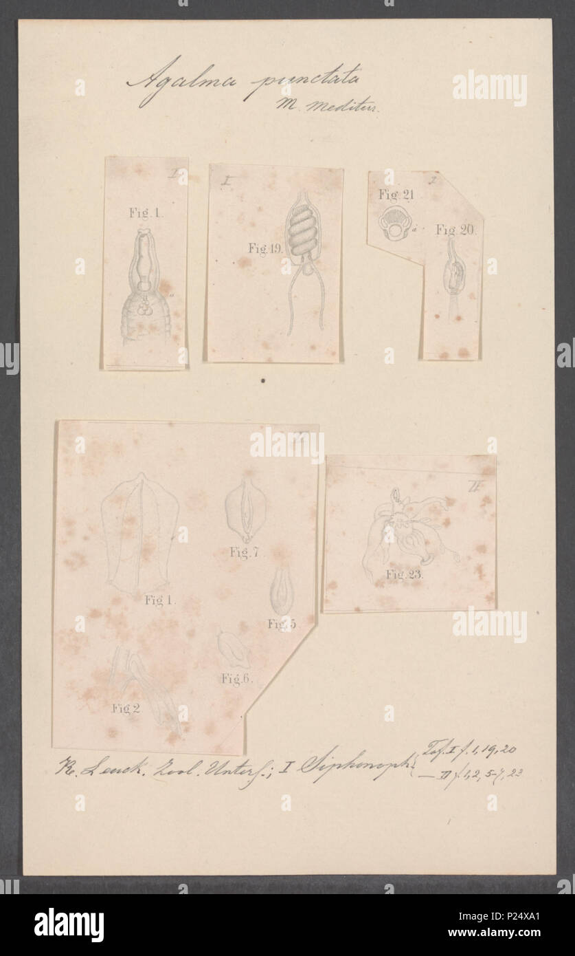 10 Agalma punctata - - Print - Iconographia Zoologica - Special Collections University of Amsterdam - UBAINV0274 110 14 0008 Stock Photo