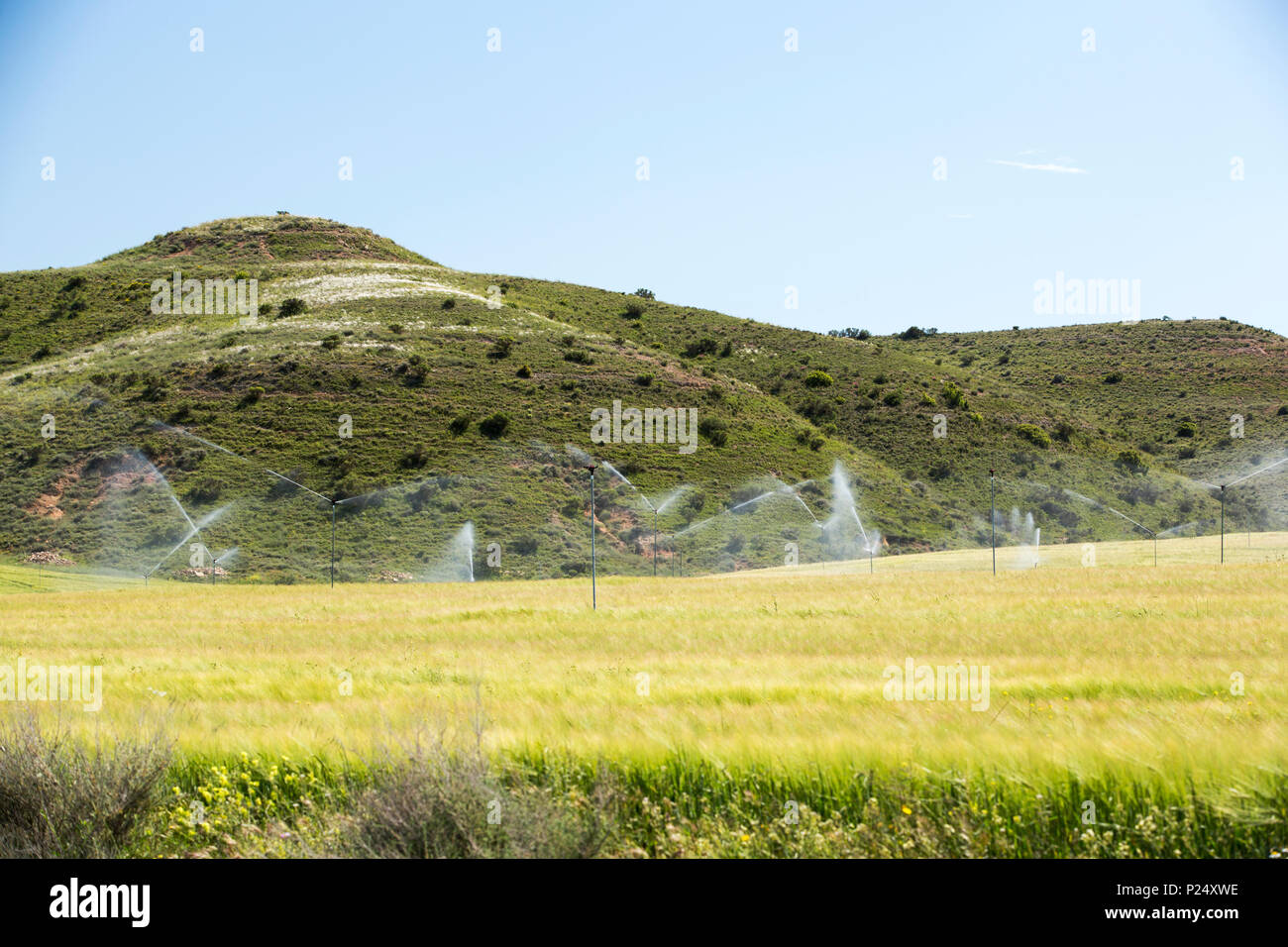 Irrigated cereal crops on the arid plains around Albalata de Cinca, Huesca, Spain. Stock Photo