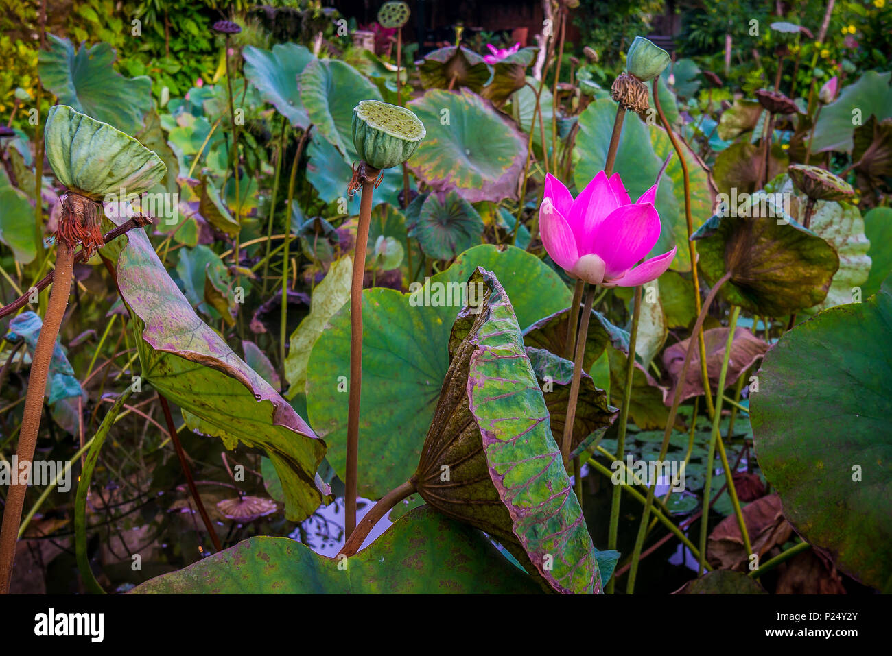 Blooming pink water lily in a tropical pond. The green leaves and seedcases are all around. Ubud, Bali, April 14, 2018 Stock Photo