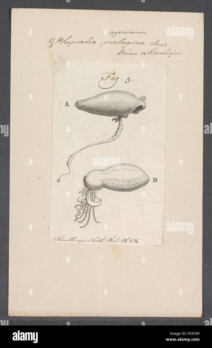 . Physalia pelagica  224 Physalia pelagica - - Print - Iconographia Zoologica - Special Collections University of Amsterdam - UBAINV0274 110 15 0010 Stock Photo
