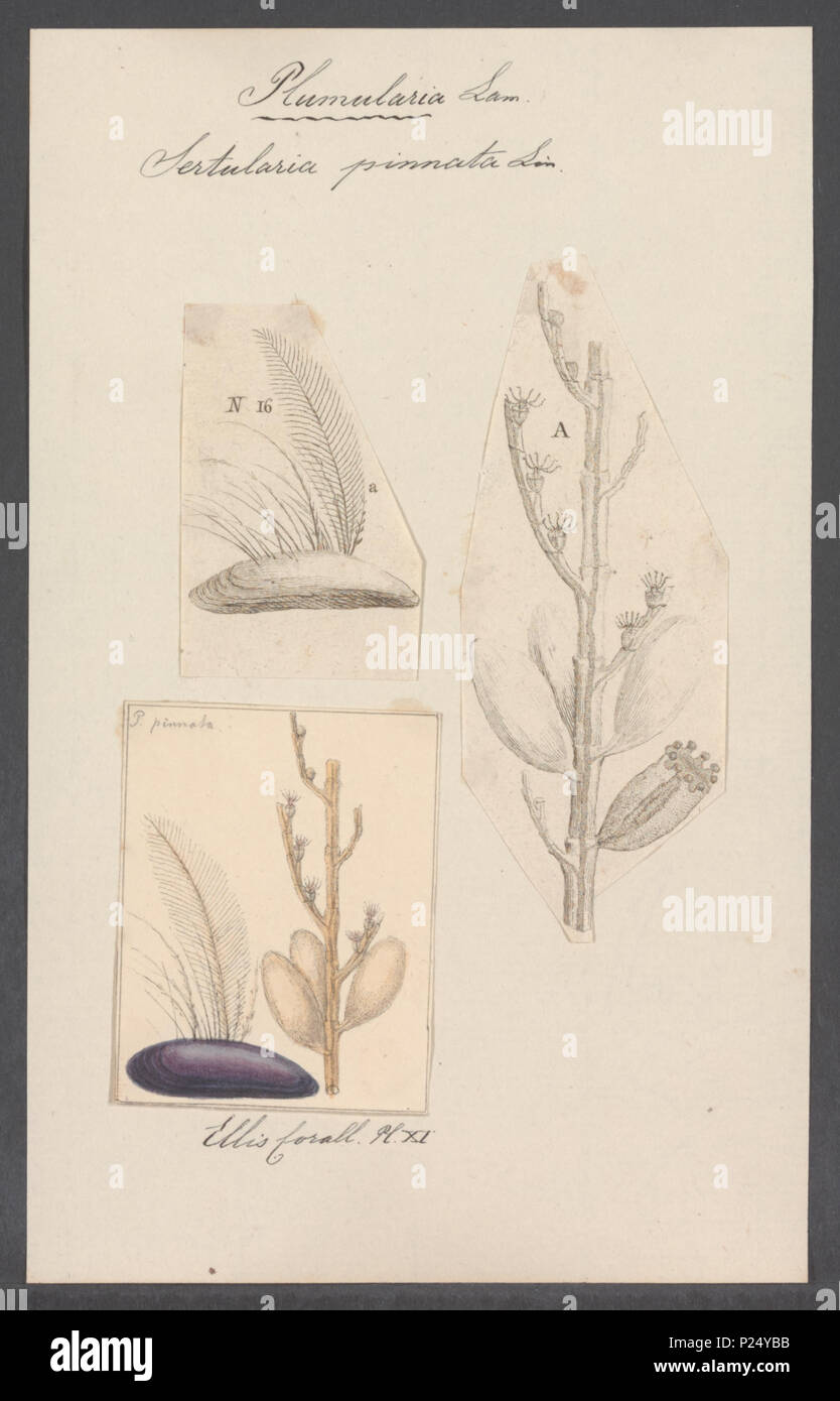 288 Sertularia pinnata - - Print - Iconographia Zoologica - Special Collections University of Amsterdam - UBAINV0274 111 05 0023 Stock Photo