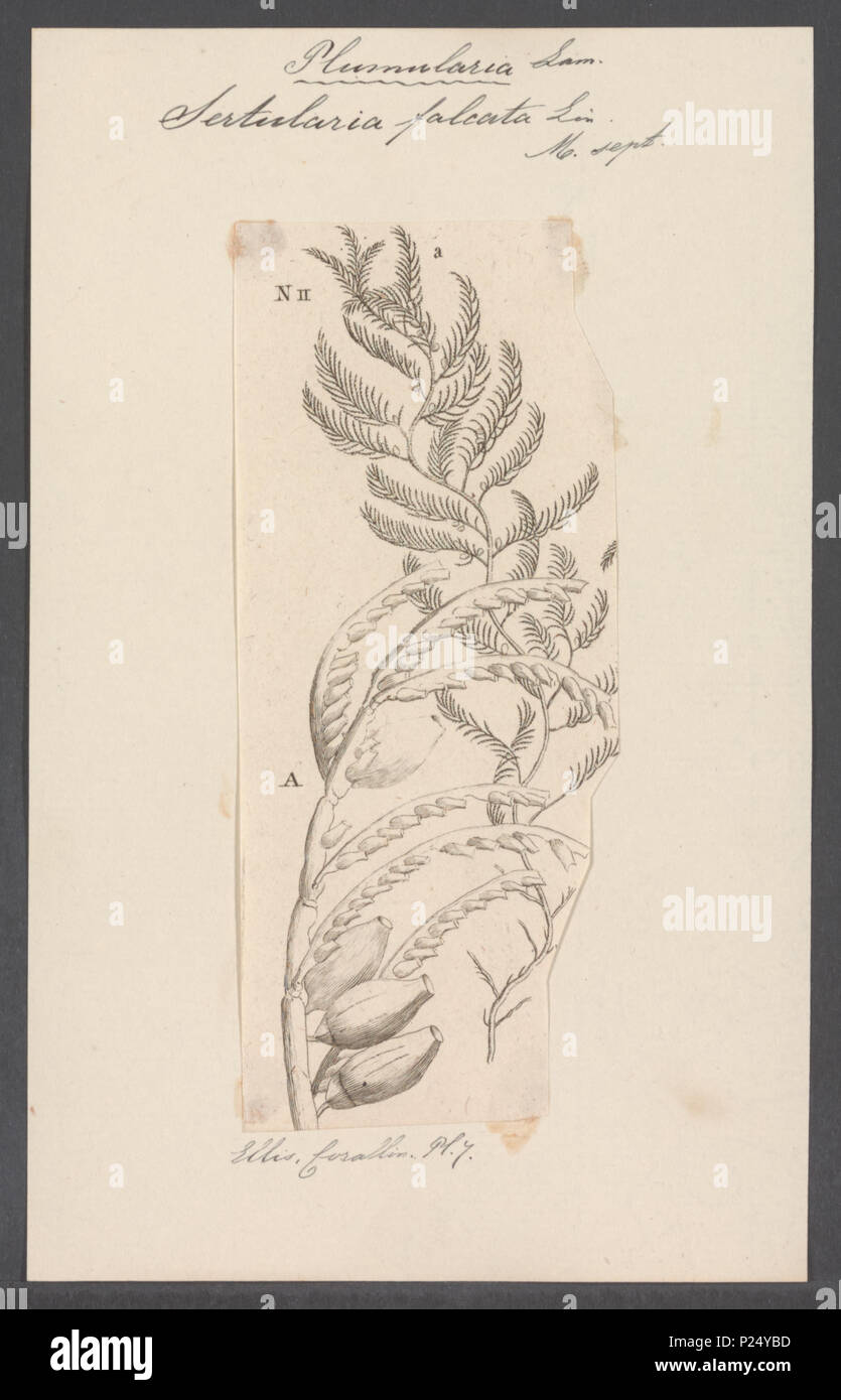 . Sertularia falcata  288 Sertularia falcata - - Print - Iconographia Zoologica - Special Collections University of Amsterdam - UBAINV0274 111 05 0025 Stock Photo