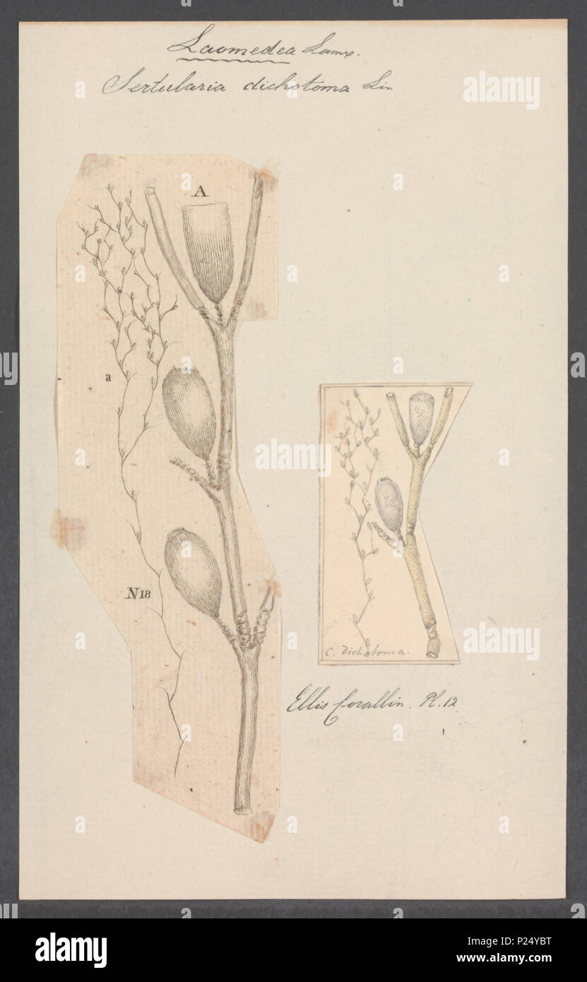 Branching marine organism hi-res stock photography and images - Alamy