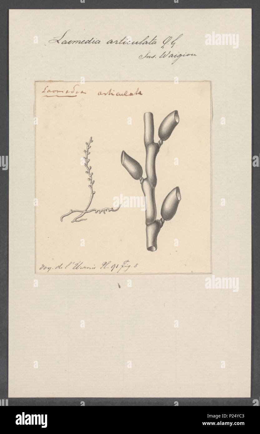 . Laomedea articulata  172 Laomedea articulata - - Print - Iconographia Zoologica - Special Collections University of Amsterdam - UBAINV0274 111 06 0008 Stock Photo