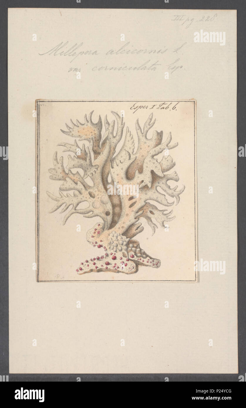 Millepora alcicornis hi-res stock photography and images - Alamy