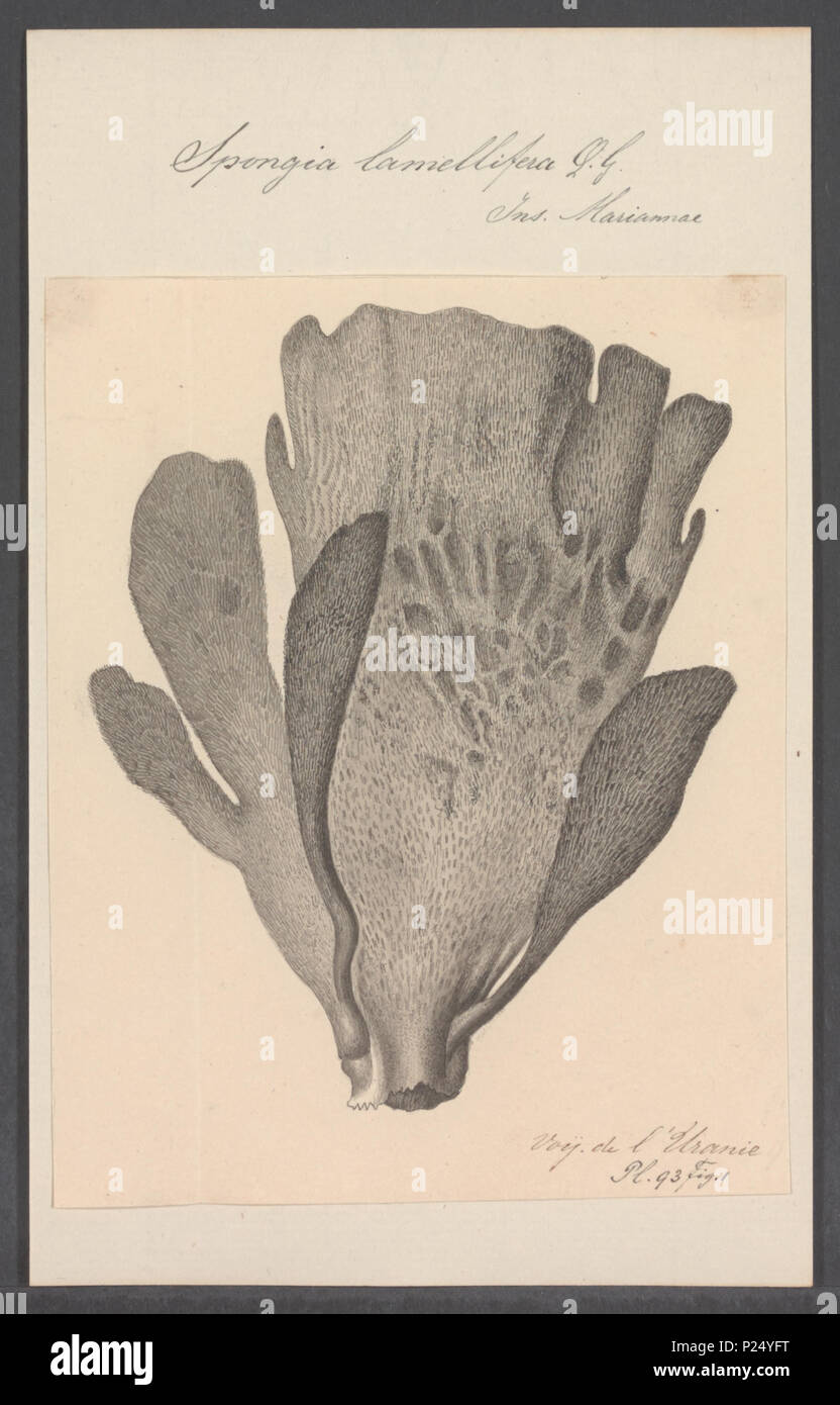. Spongia lamellifera  296 Spongia lamellifera - - Print - Iconographia Zoologica - Special Collections University of Amsterdam - UBAINV0274 112 02 0006 Stock Photo