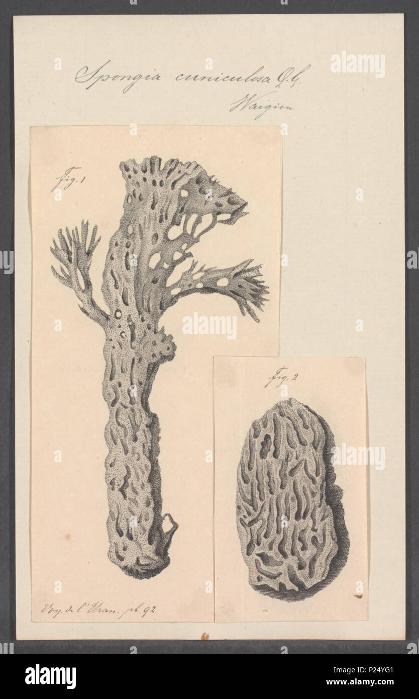 . Spongia cuniculosa  295 Spongia cuniculosa - - Print - Iconographia Zoologica - Special Collections University of Amsterdam - UBAINV0274 112 02 0008 Stock Photo
