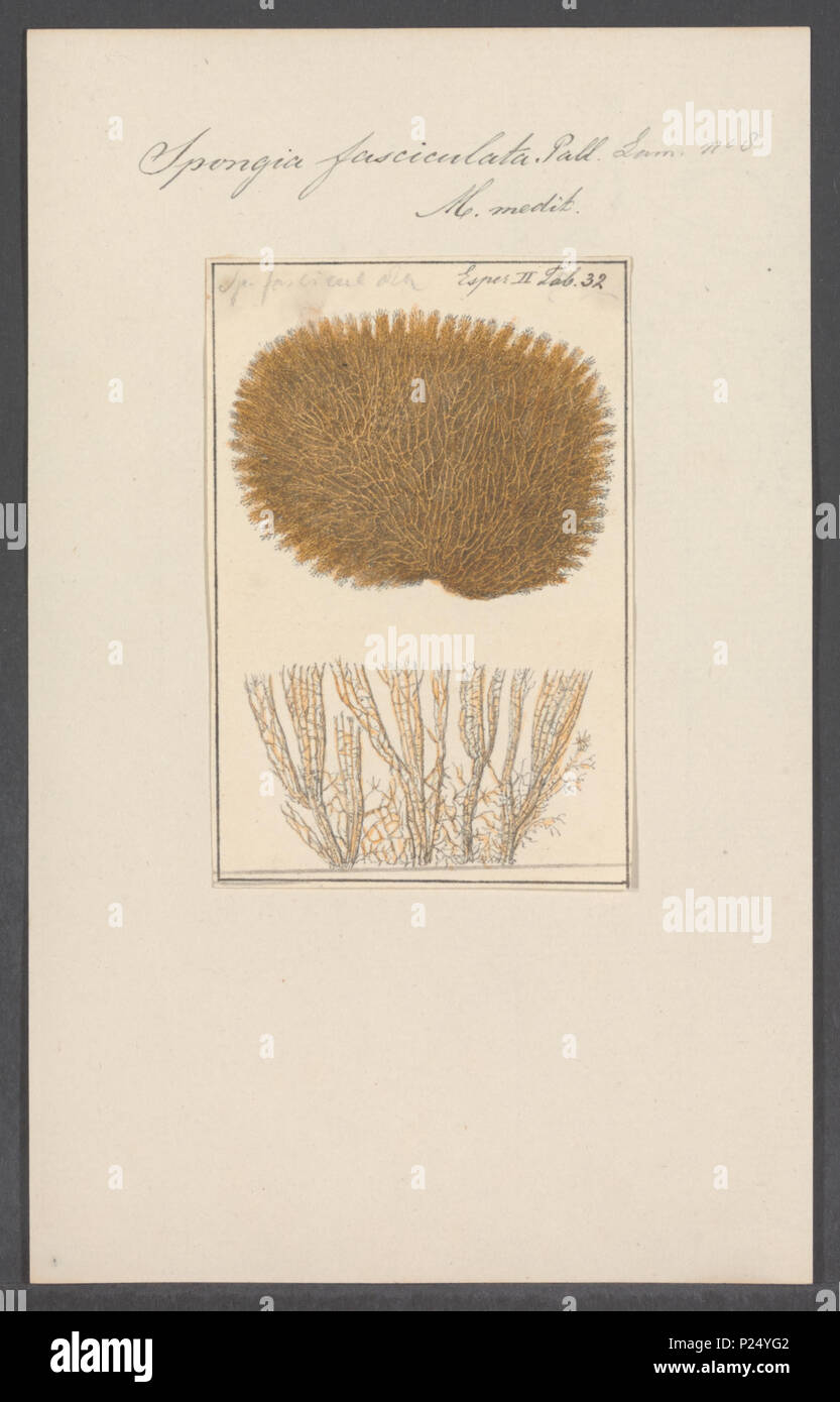 . Spongia fasciculata  295 Spongia fasciculata - - Print - Iconographia Zoologica - Special Collections University of Amsterdam - UBAINV0274 112 02 0009 Stock Photo