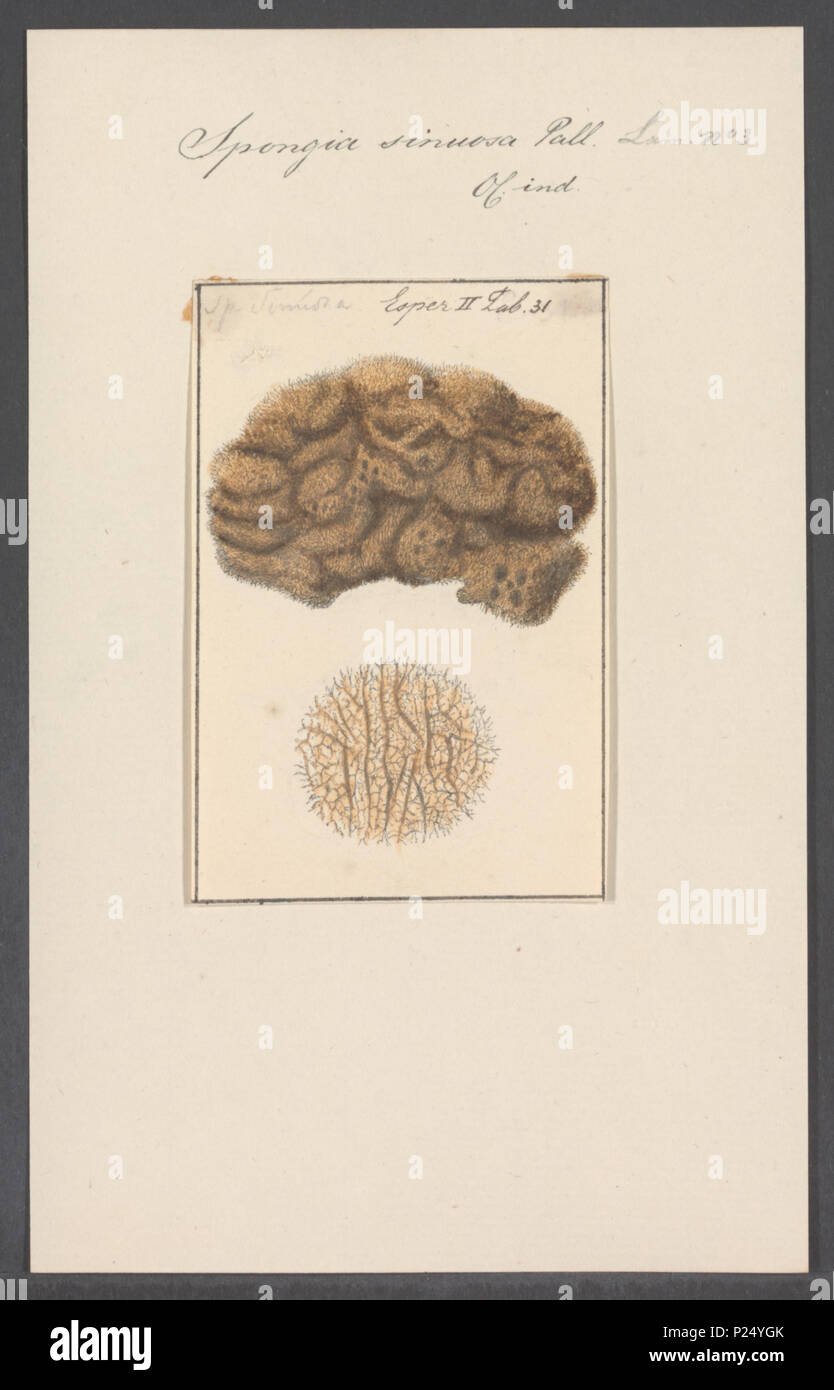 Spongia sinuosa hi-res stock photography and images - Alamy