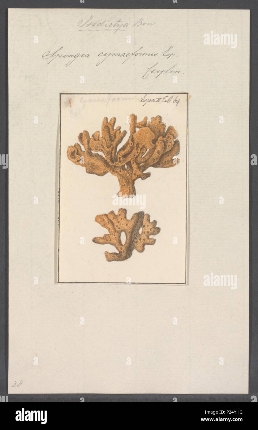 . Spongia cymaeformis  295 Spongia cymaeformis - - Print - Iconographia Zoologica - Special Collections University of Amsterdam - UBAINV0274 112 02 0040 Stock Photo