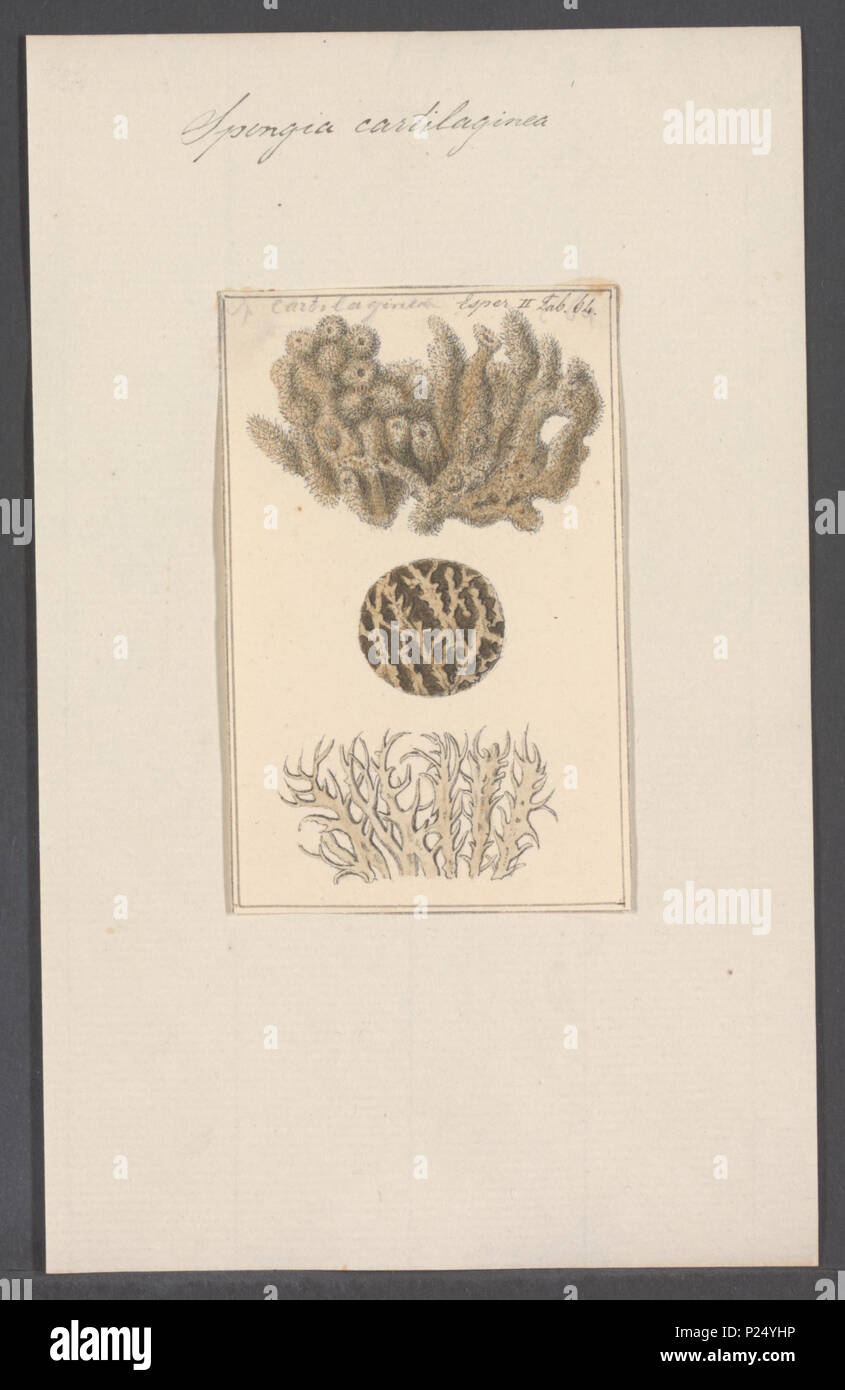 . Spongia cartilaginea  295 Spongia cartilaginea - - Print - Iconographia Zoologica - Special Collections University of Amsterdam - UBAINV0274 112 02 0045 Stock Photo