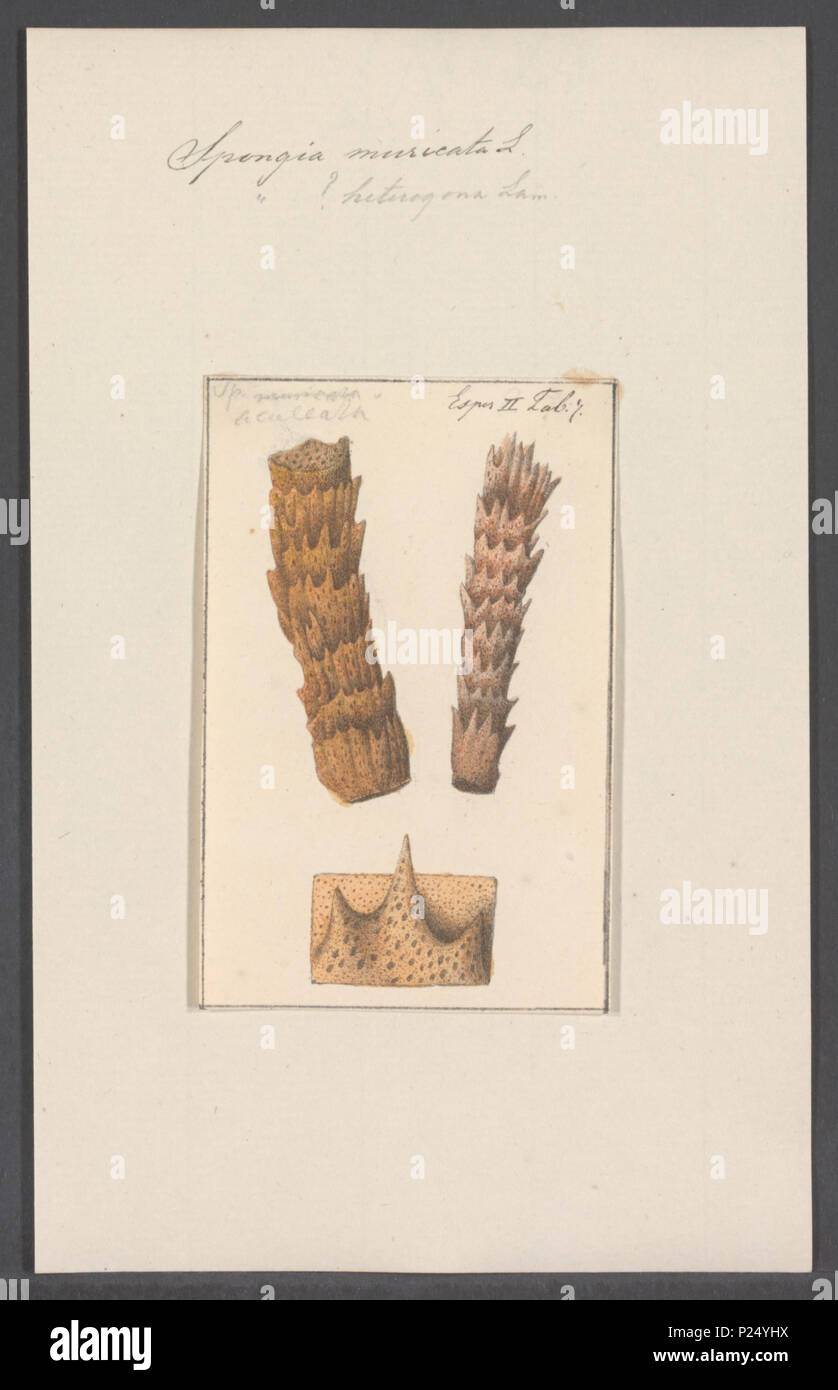 . Spongia muricata  296 Spongia muricata - - Print - Iconographia Zoologica - Special Collections University of Amsterdam - UBAINV0274 112 02 0048 Stock Photo