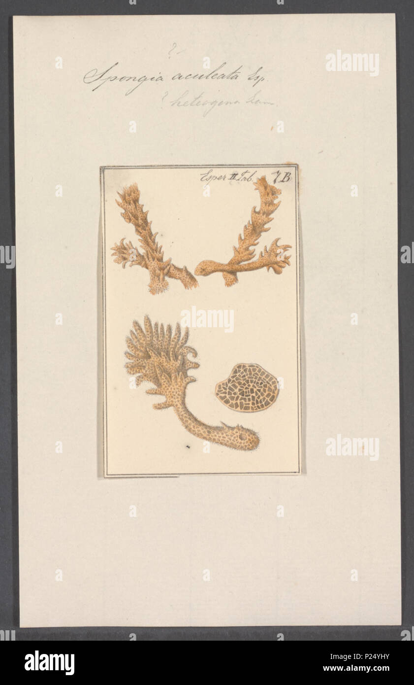. Spongia aculeata  295 Spongia aculeata - - Print - Iconographia Zoologica - Special Collections University of Amsterdam - UBAINV0274 112 02 0049 Stock Photo