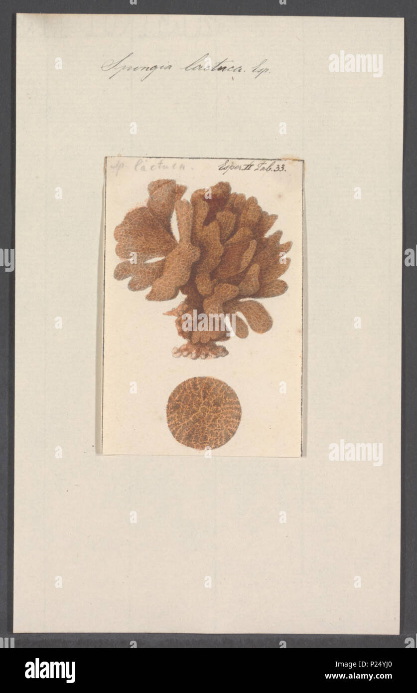 . Spongia lactuca  296 Spongia lactuca - - Print - Iconographia Zoologica - Special Collections University of Amsterdam - UBAINV0274 112 02 0050 Stock Photo