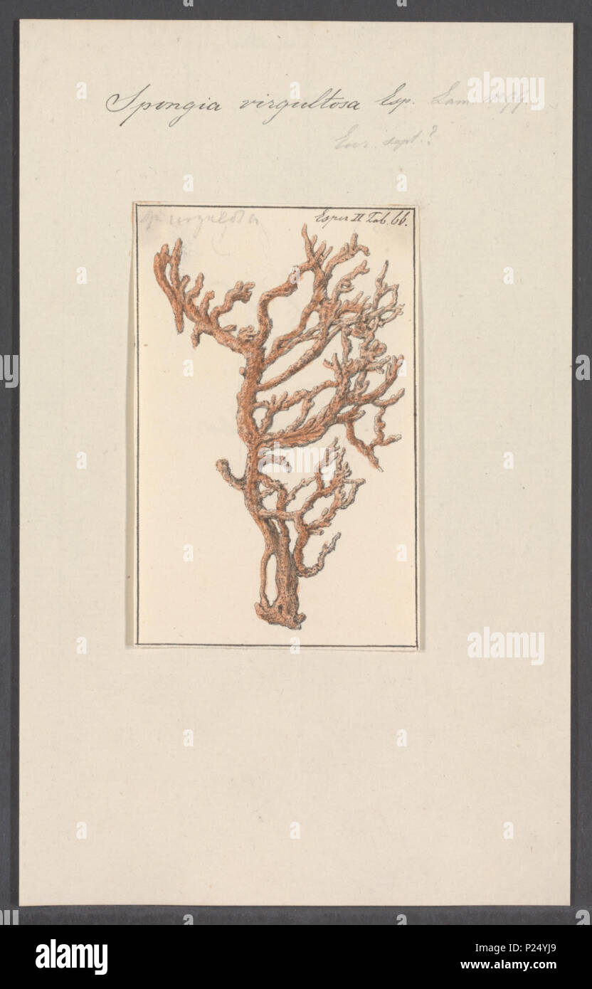 . Spongia virgultosa  296 Spongia virgultosa - - Print - Iconographia Zoologica - Special Collections University of Amsterdam - UBAINV0274 112 02 0056 Stock Photo