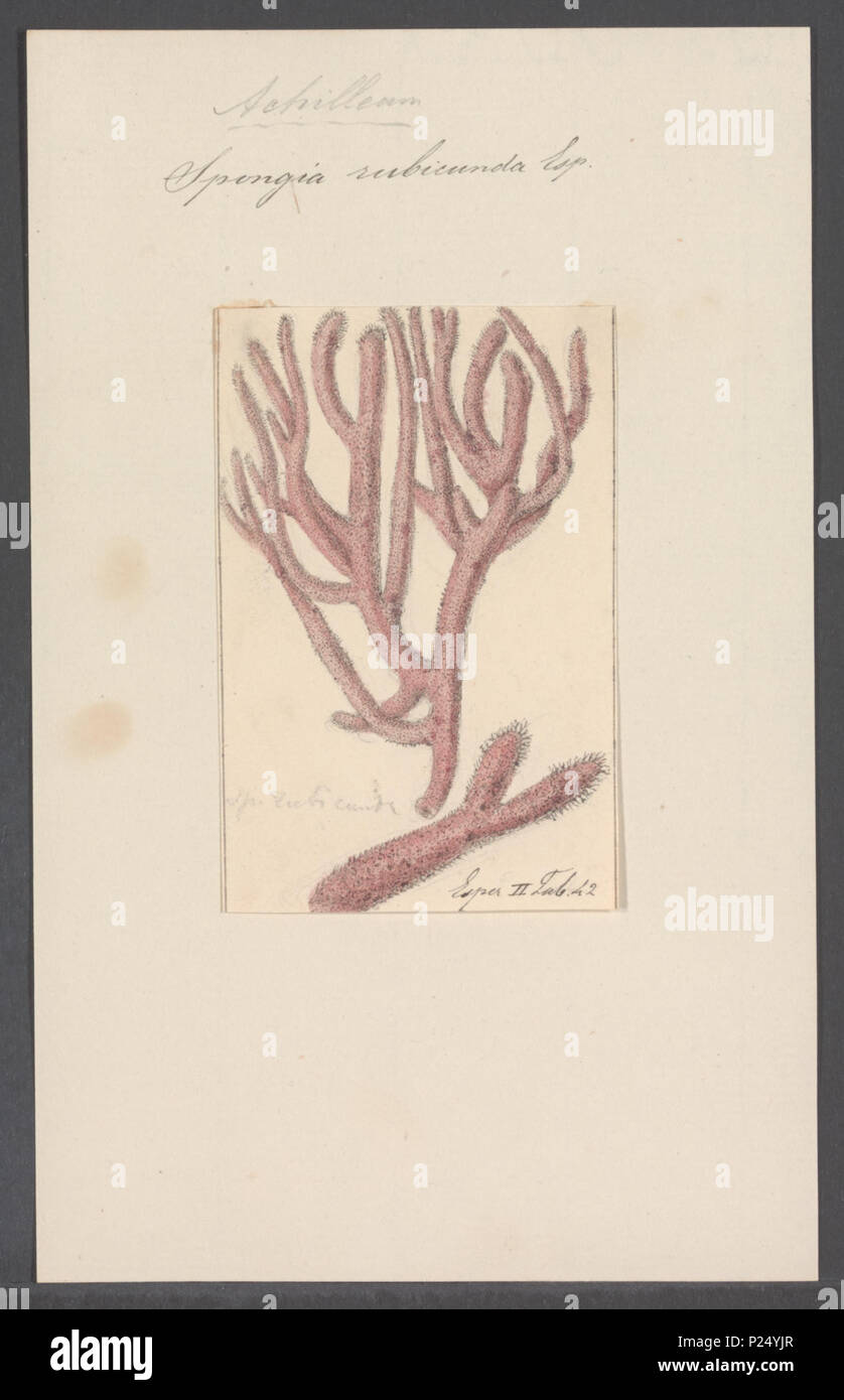 . Spongia rubicunda  296 Spongia rubicunda - - Print - Iconographia Zoologica - Special Collections University of Amsterdam - UBAINV0274 112 02 0066 Stock Photo