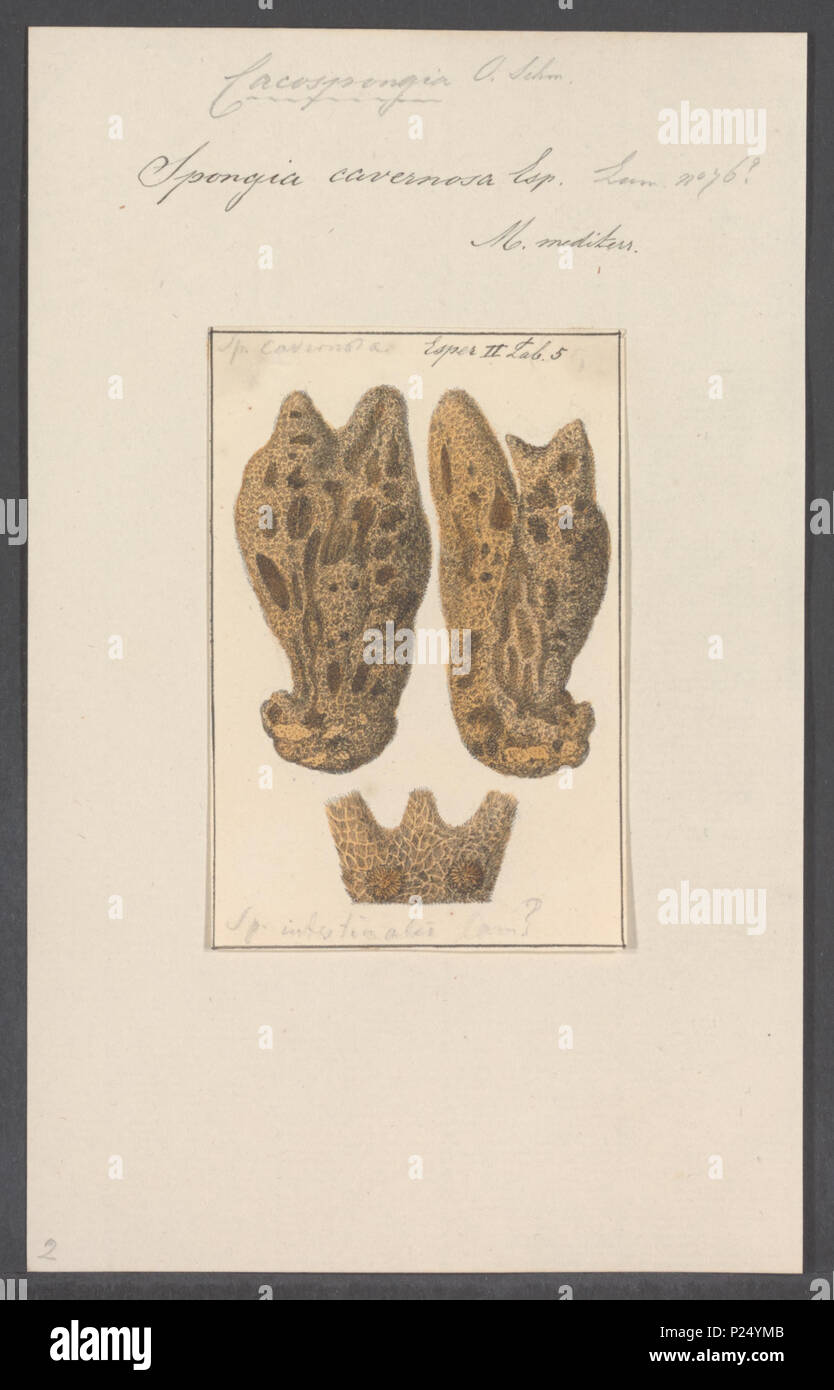 . Spongia cavernosa  295 Spongia cavernosa - - Print - Iconographia Zoologica - Special Collections University of Amsterdam - UBAINV0274 112 04 0005 Stock Photo