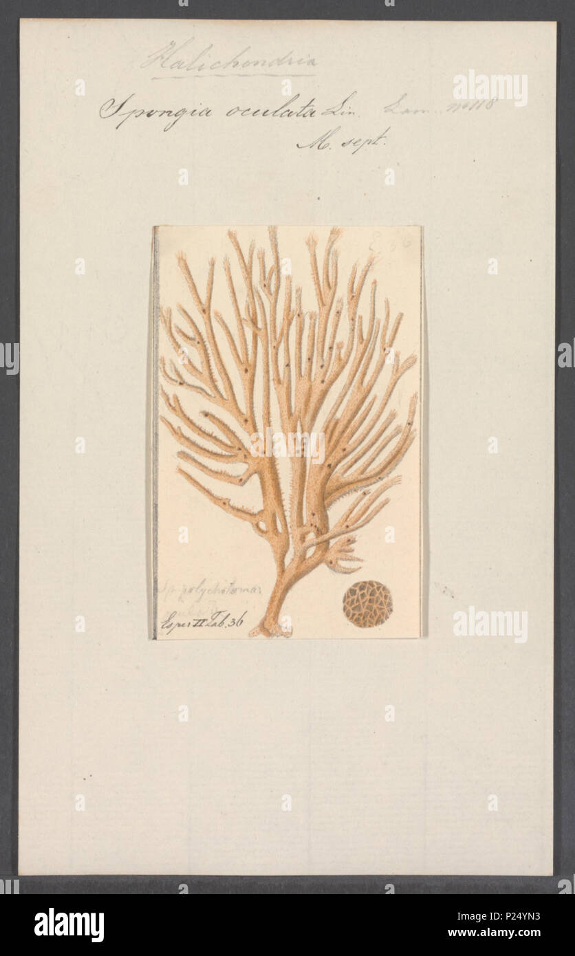 . Spongia oculata  296 Spongia oculata - - Print - Iconographia Zoologica - Special Collections University of Amsterdam - UBAINV0274 112 05 0011 Stock Photo