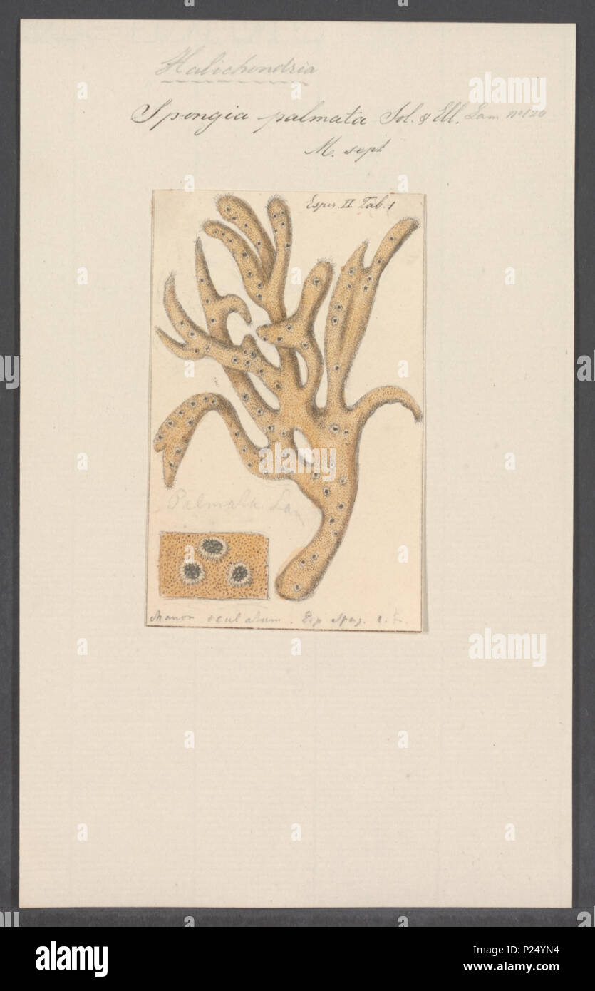 . Spongia palmata  296 Spongia palmata - - Print - Iconographia Zoologica - Special Collections University of Amsterdam - UBAINV0274 112 05 0012 Stock Photo