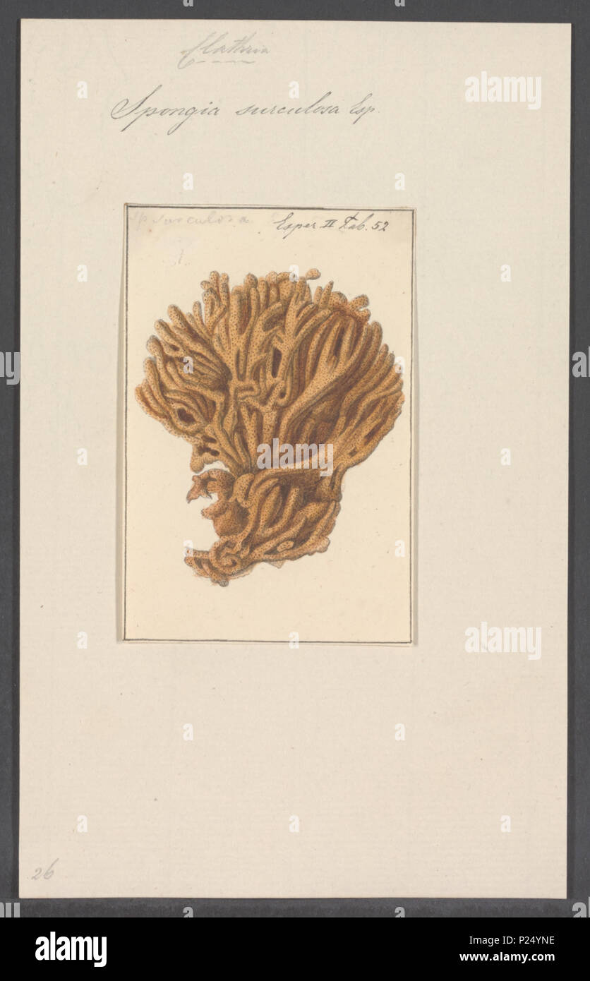 . Spongia surculosa  296 Spongia surculosa - - Print - Iconographia Zoologica - Special Collections University of Amsterdam - UBAINV0274 112 05 0017 Stock Photo