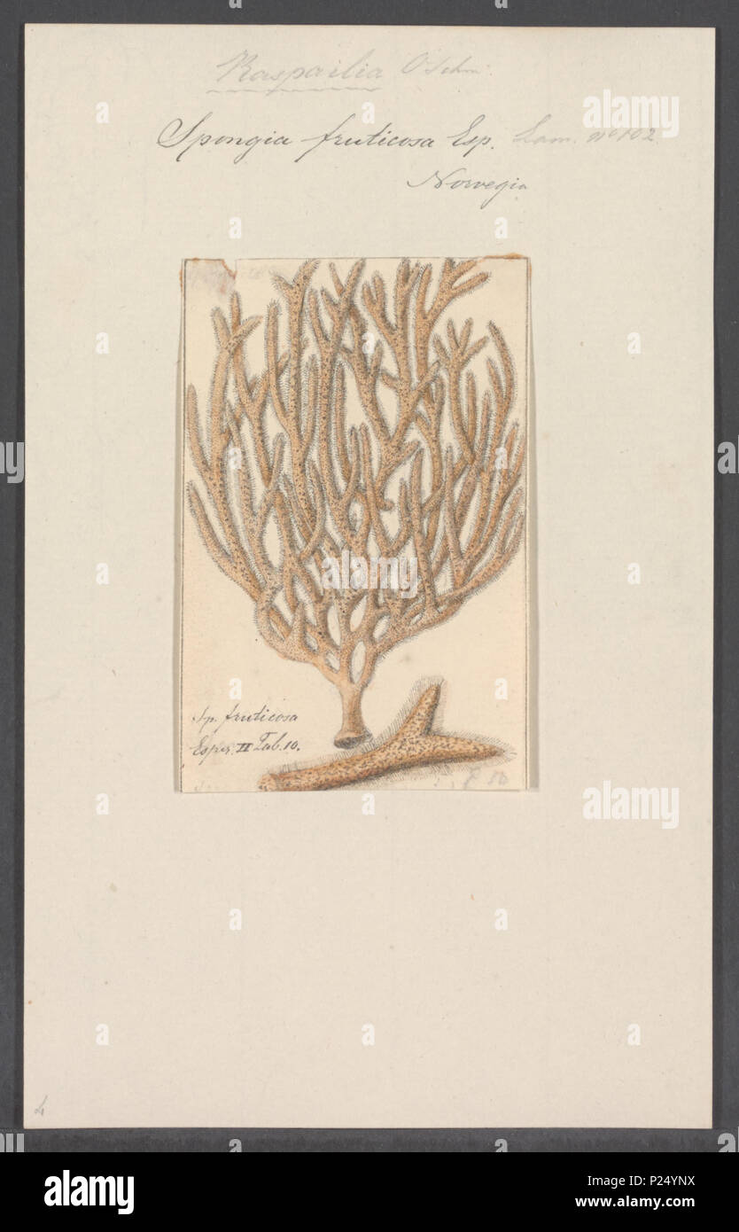 . Spongia fruticosa  296 Spongia fruticosa - - Print - Iconographia Zoologica - Special Collections University of Amsterdam - UBAINV0274 112 05 0019 Stock Photo