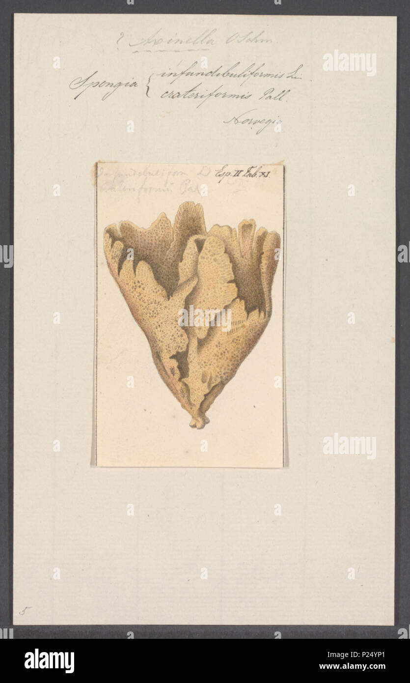 . Spongia infundibuliformis  296 Spongia infundibuliformis - - Print - Iconographia Zoologica - Special Collections University of Amsterdam - UBAINV0274 112 05 0020 Stock Photo