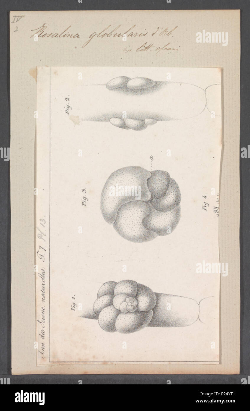 . Rosalina globularis  278 Rosalina globularis - - Print - Iconographia Zoologica - Special Collections University of Amsterdam - UBAINV0274 113 04 0005 Stock Photo
