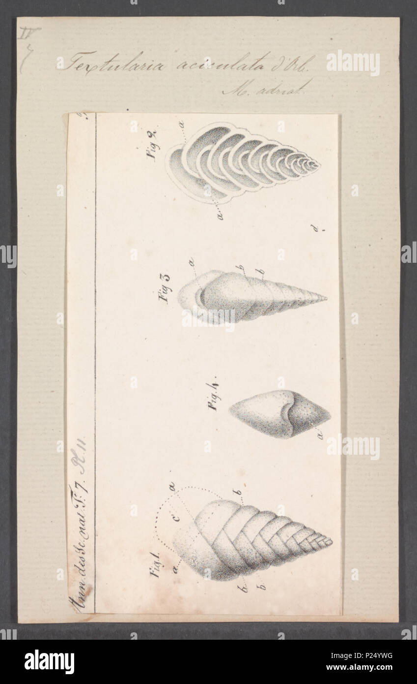 . Textularia aciculata  304 Textularia aciculata - - Print - Iconographia Zoologica - Special Collections University of Amsterdam - UBAINV0274 113 04 0036 Stock Photo