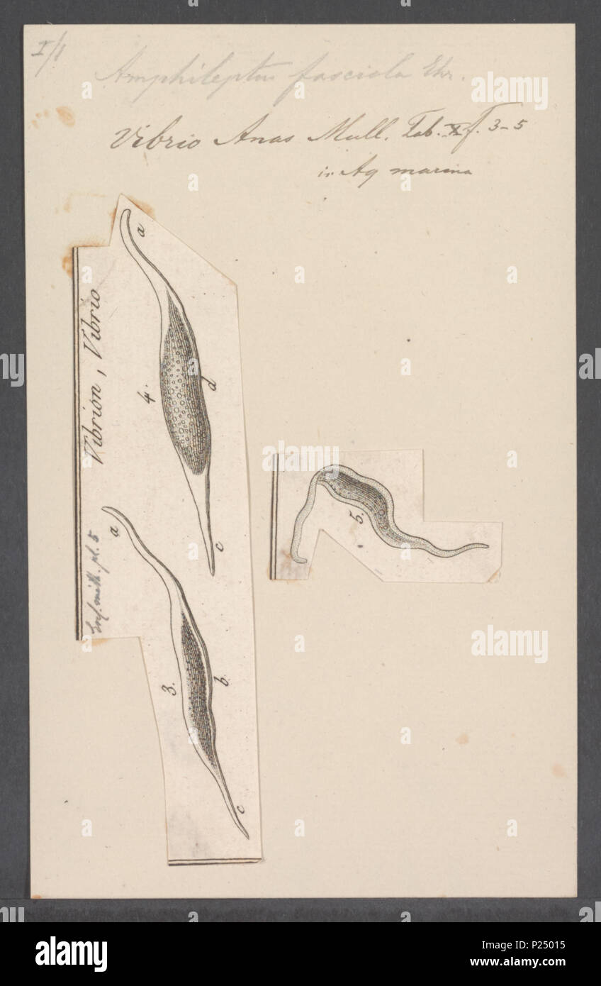 . Amphileptus fasciola  16 Amphileptus fasciola - - Print - Iconographia Zoologica - Special Collections University of Amsterdam - UBAINV0274 113 11 0003 Stock Photo