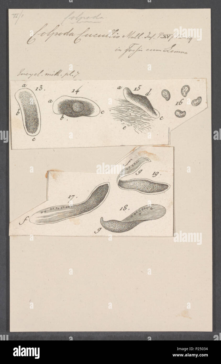 . Colpoda cucullio  64 Colpoda cucullio - - Print - Iconographia Zoologica - Special Collections University of Amsterdam - UBAINV0274 113 14 0004 Stock Photo