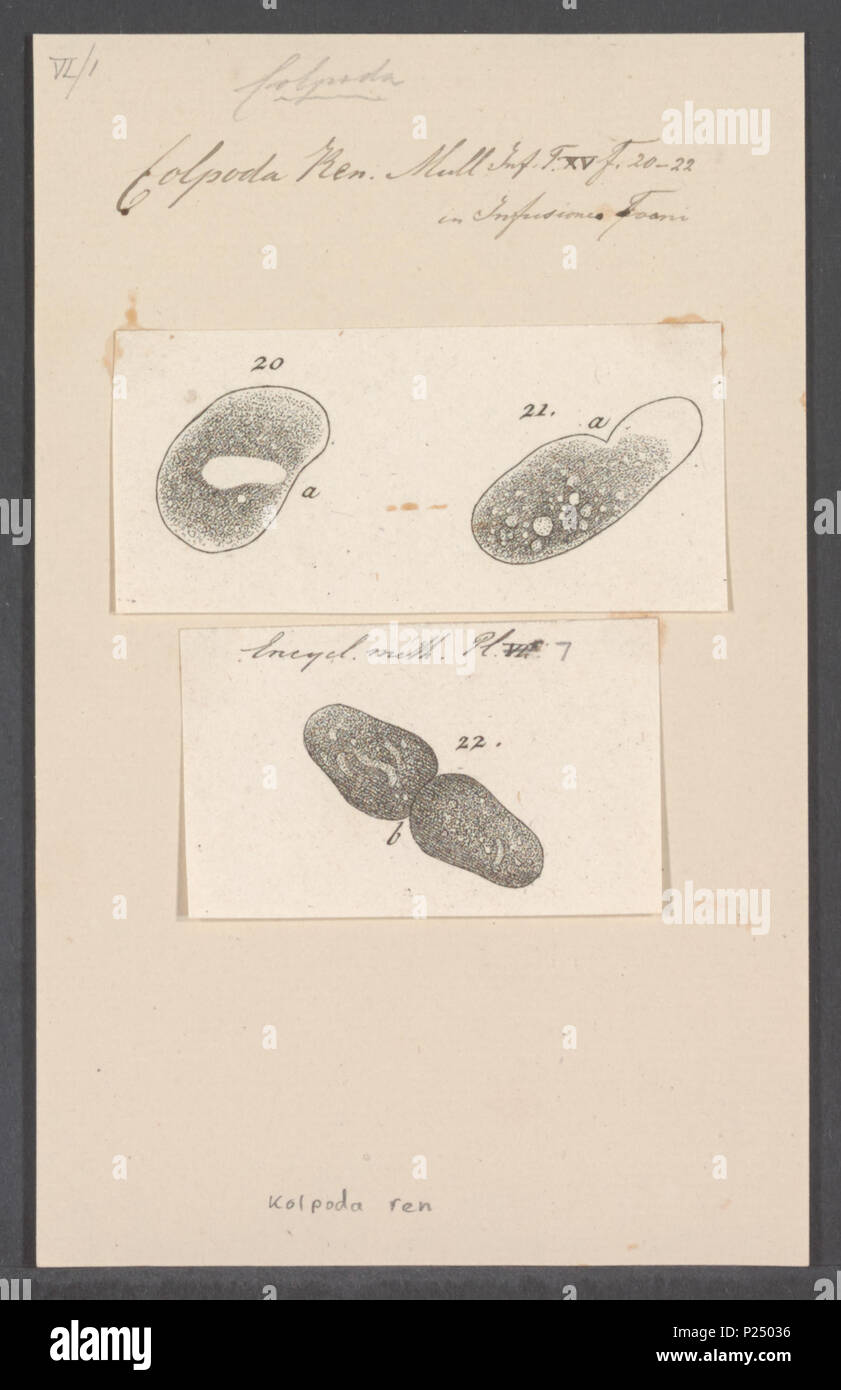 . Colpoda ren  64 Colpoda ren - - Print - Iconographia Zoologica - Special Collections University of Amsterdam - UBAINV0274 113 14 0005 Stock Photo