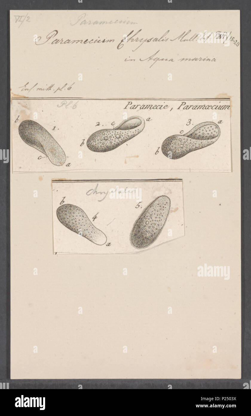 Paramecium chrysalis hi-res stock photography and images - Alamy
