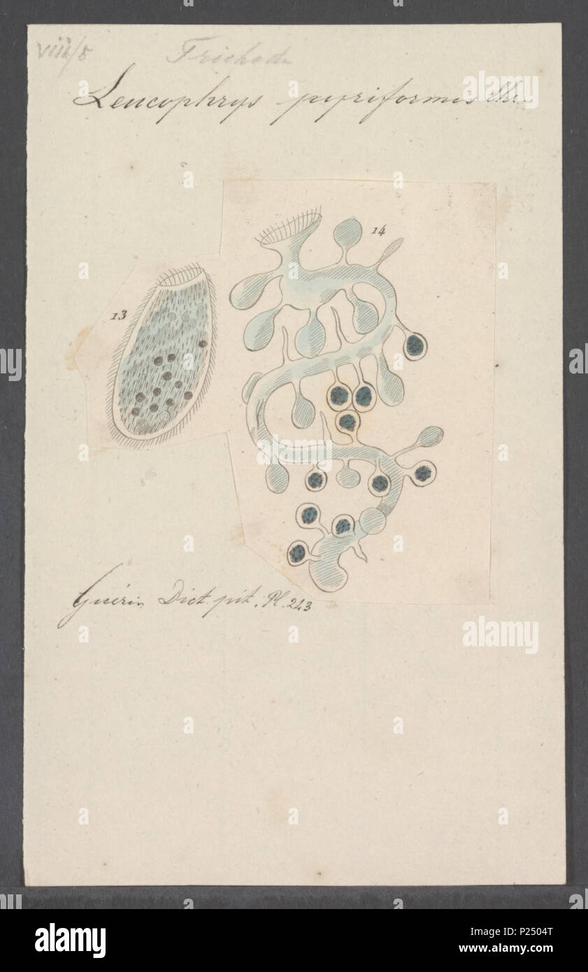 . Leucophrys pyriformis  175 Leucophrys pyriformis - - Print - Iconographia Zoologica - Special Collections University of Amsterdam - UBAINV0274 113 15 0010 Stock Photo