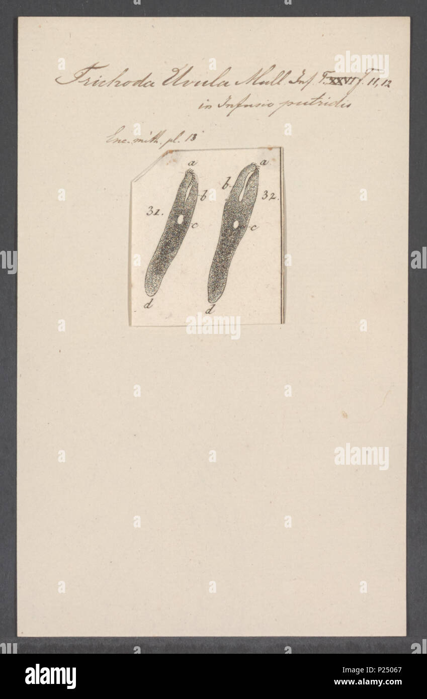 . Trichoda uvula  308 Trichoda uvula - - Print - Iconographia Zoologica - Special Collections University of Amsterdam - UBAINV0274 113 15 0037 Stock Photo