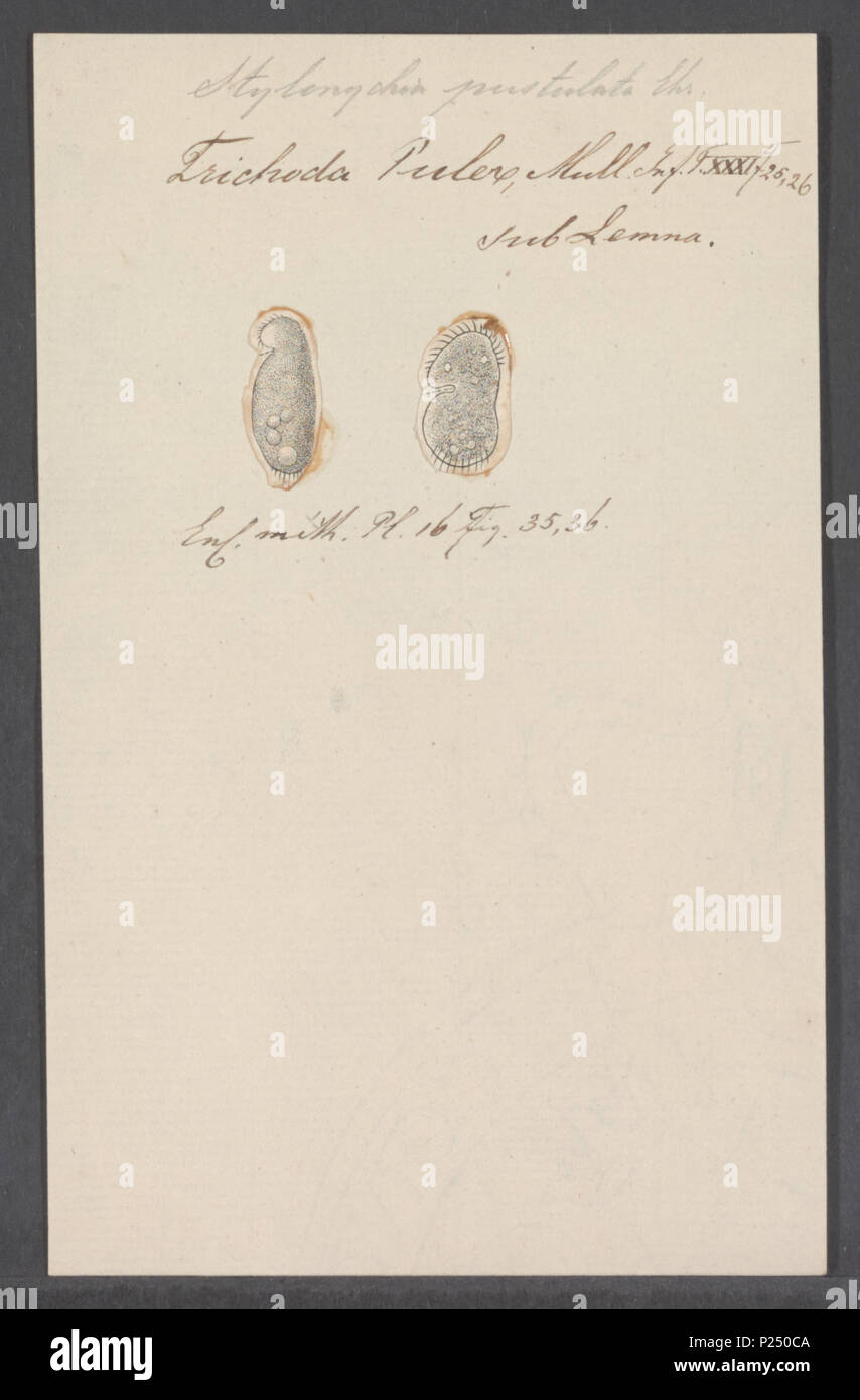 . Stylonychia pustulata  298 Stylonychia pustulata - - Print - Iconographia Zoologica - Special Collections University of Amsterdam - UBAINV0274 113 18 0010 Stock Photo