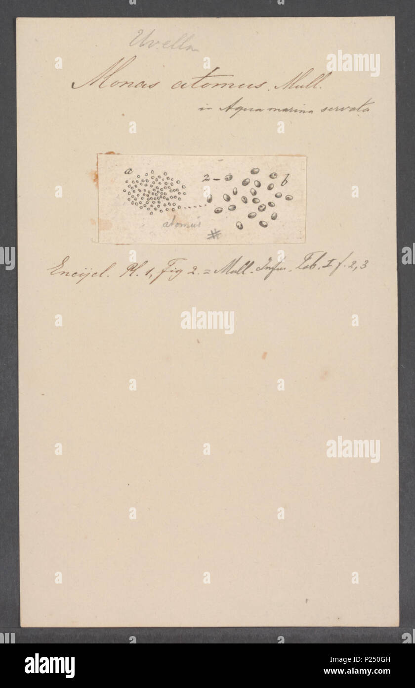 . Monas atomus  195 Monas atomus - - Print - Iconographia Zoologica - Special Collections University of Amsterdam - UBAINV0274 113 25 0007 Stock Photo